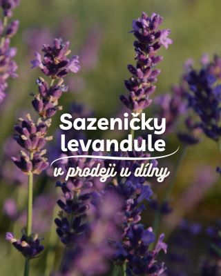 🌿💜 Naše vlastní sazenice levandule lékařské v prodeji! 💜🌿 Máte možnost přenést si kousek našeho levandulového políčka...